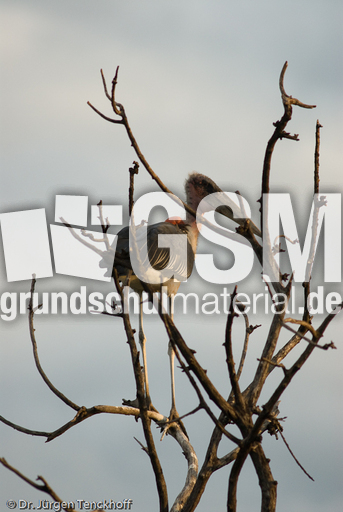 Marabu (5 von 33).jpg